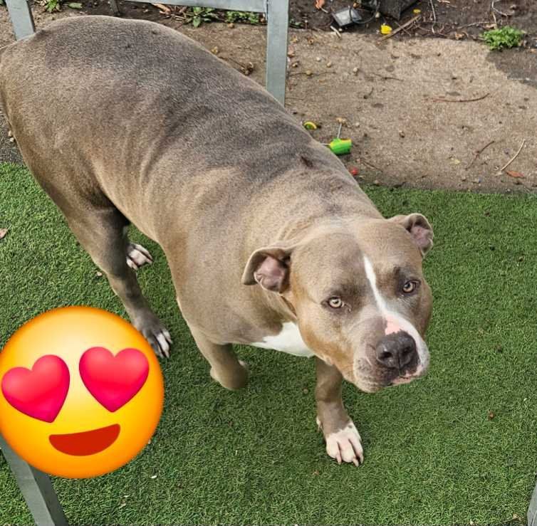 Lost Dog in Houston, Texas — listing photo