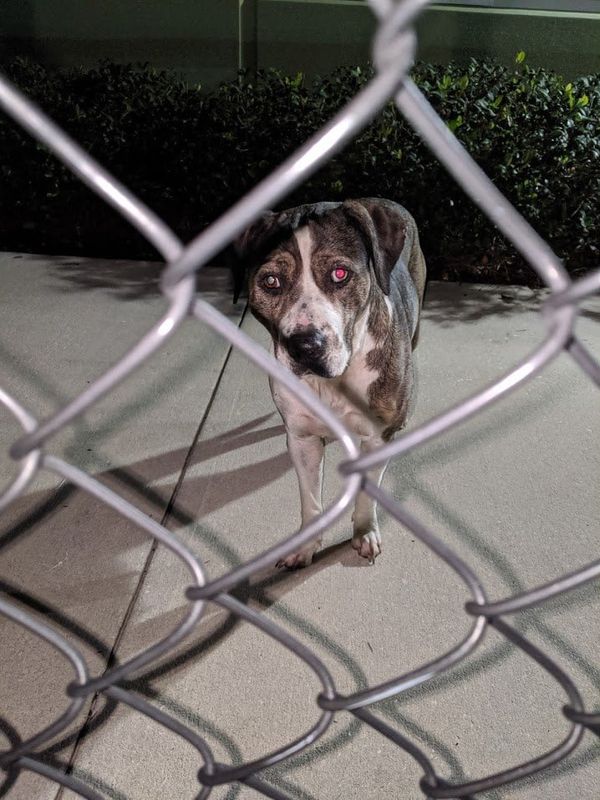 Found Dog in Tampa, Florida — listing photo