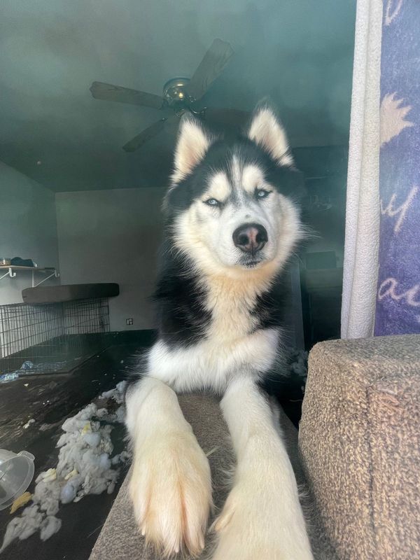 Lost Dog in Gatesville — listing photo