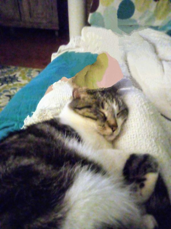 Lost Cat in Knoxville, Tennessee — listing photo