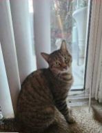 Lost Cat in Bakersfield, California — listing photo