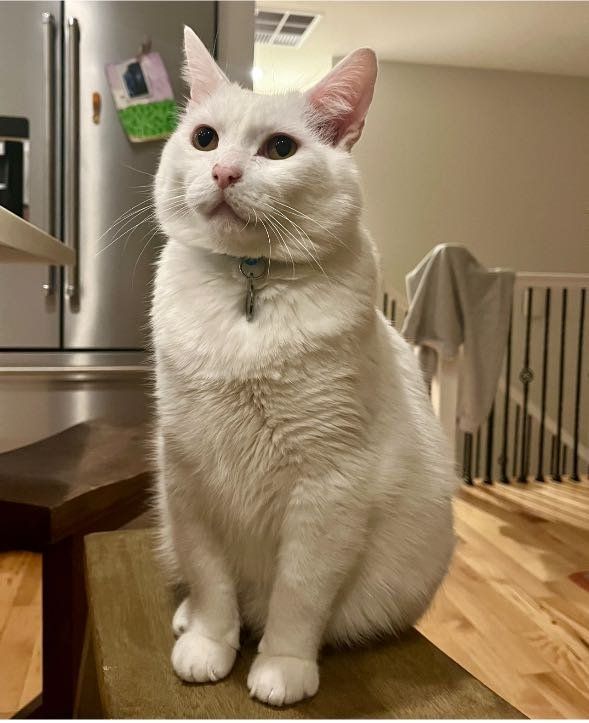 Lost Cat in Littleton, Colorado — listing photo