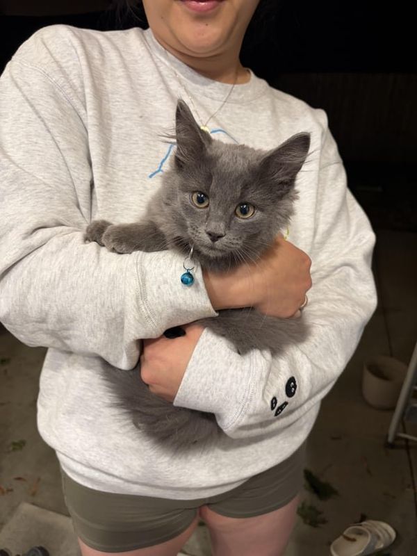 Lost Cat in K — listing photo
