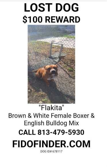 Lost Dog in Tampa, Florida — listing photo