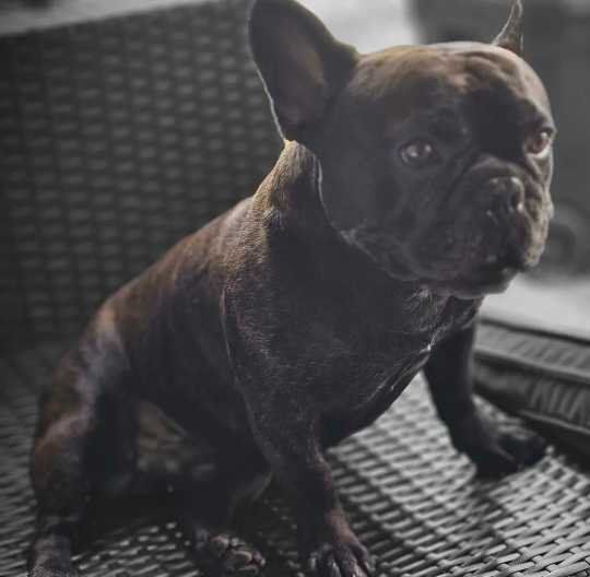 Lost Dog in Fort Cavazos — listing photo
