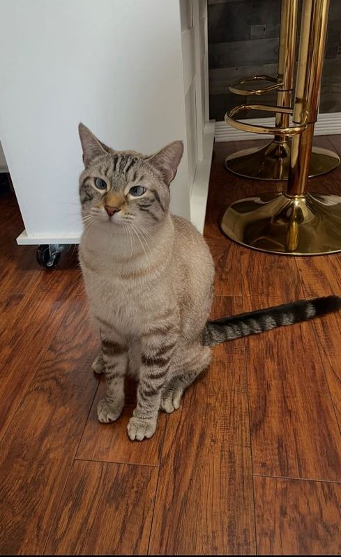 Lost Cat in Middleburg Heights — listing photo
