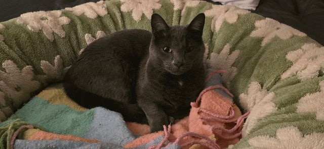 Found Cat in Kansas City, Missouri — listing photo