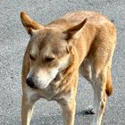 Found Dog in Austin, Texas — listing photo