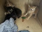 Found Dog in Charlotte, North Carolina — 5 kittens need homes (near wwc)