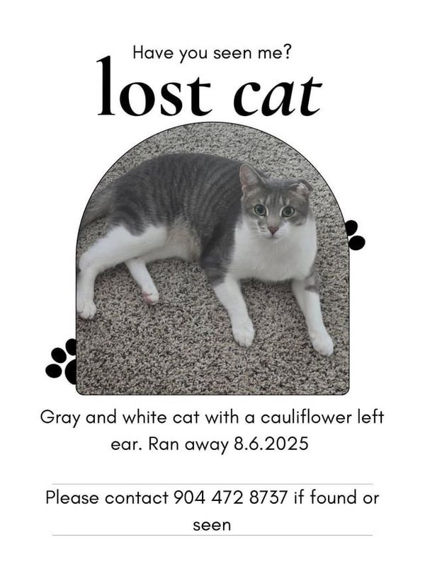 Lost Cat in Asheville, North Carolina — listing photo