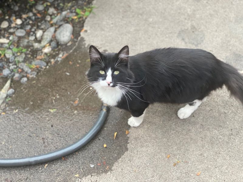 Lost Cat in Umatilla — listing photo