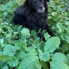 Lost Dog in Portland, Oregon — SE Lost Dog - DO NOT APPROACH