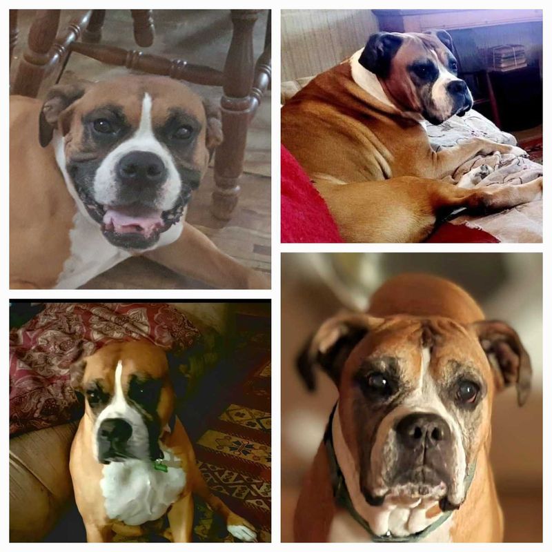 Lost Dog in Wallace — listing photo