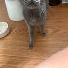 Found Cat in Charlotte, North Carolina — listing photo