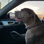 Lost Dog in El Paso, Texas — Urgently Need temporary foster for my dog in El Paso 79936