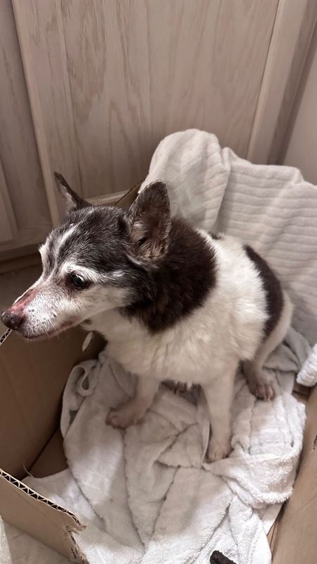 Found Dog in Lynchburg, Virginia — listing photo