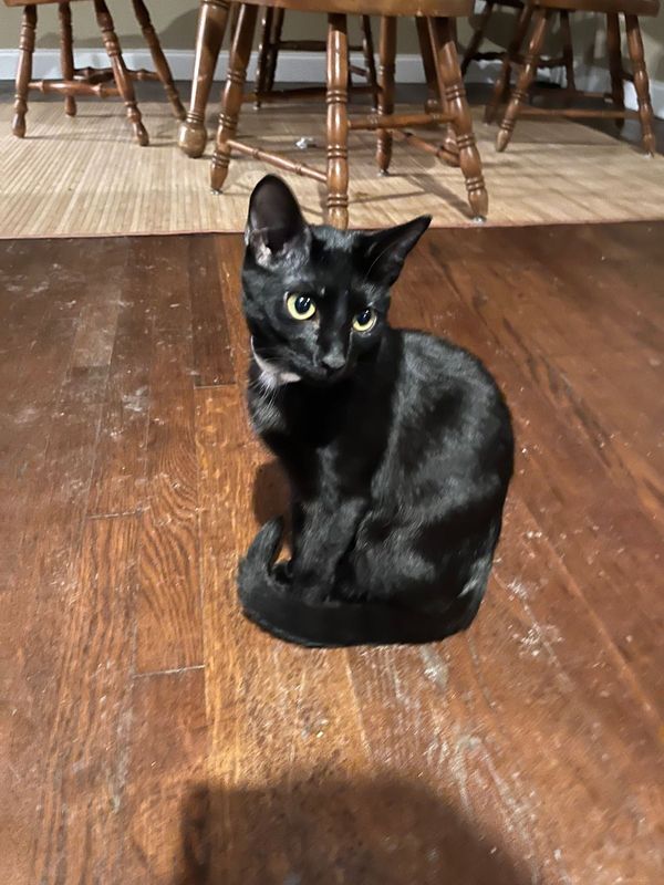 Lost Cat in Cypress, California — listing photo