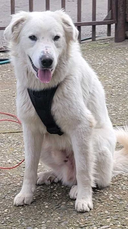 Found Dog in Rio Linda — listing photo