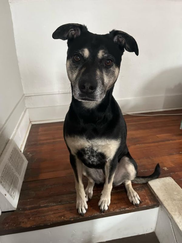 Lost Dog in Des Moines, Iowa — listing photo