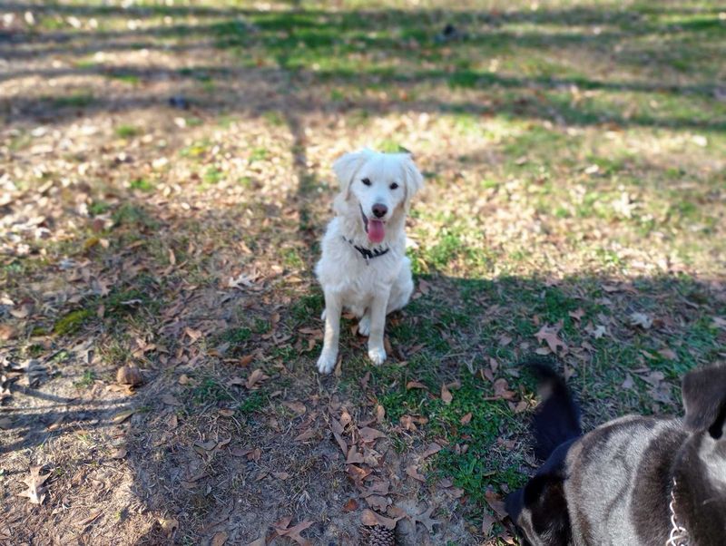 Lost Dog in Johns Island — listing photo