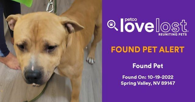 Lost Pet in K — Do you know this found pet? Help them find home! | Petco Love Lost