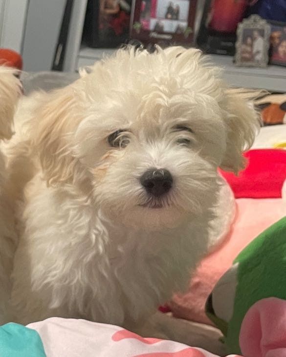 Lost Dog in Houston, Texas — listing photo