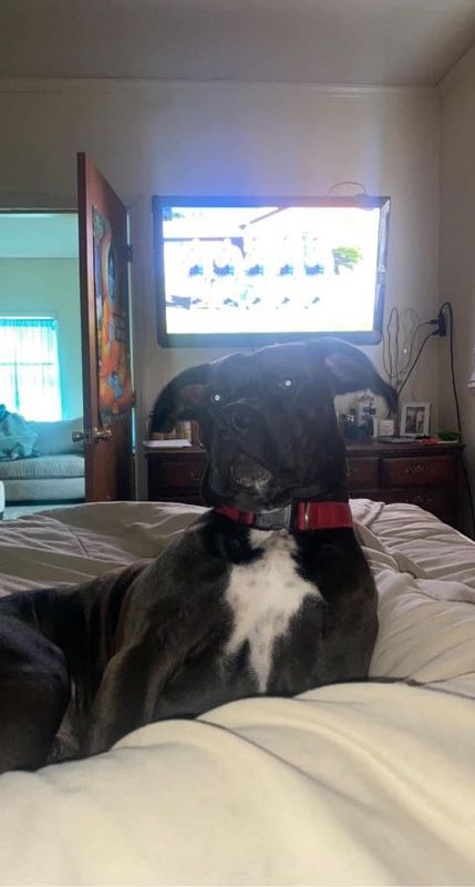 Lost Dog in Gastonia, North Carolina — listing photo