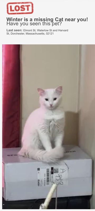 Lost Cat in Boston, Massachusetts — listing photo