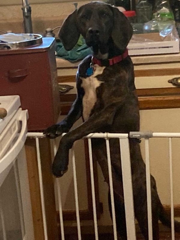 Lost Dog in Cullowhee — listing photo