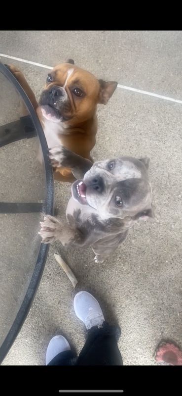 Lost Dog in Ontario, California — listing photo