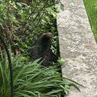 Lost Cat in K — Cat found, South County area!
