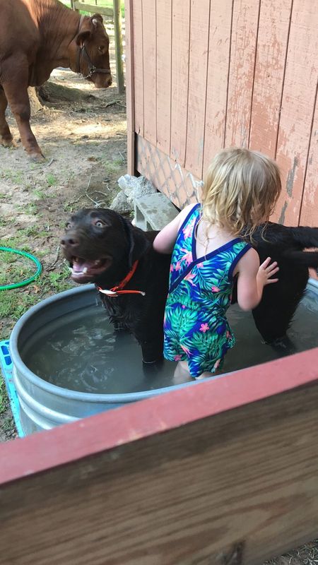 Lost Dog in Humble — listing photo