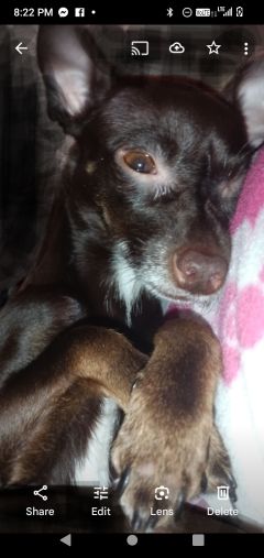 Lost Dog in Sparks, Nevada — listing photo