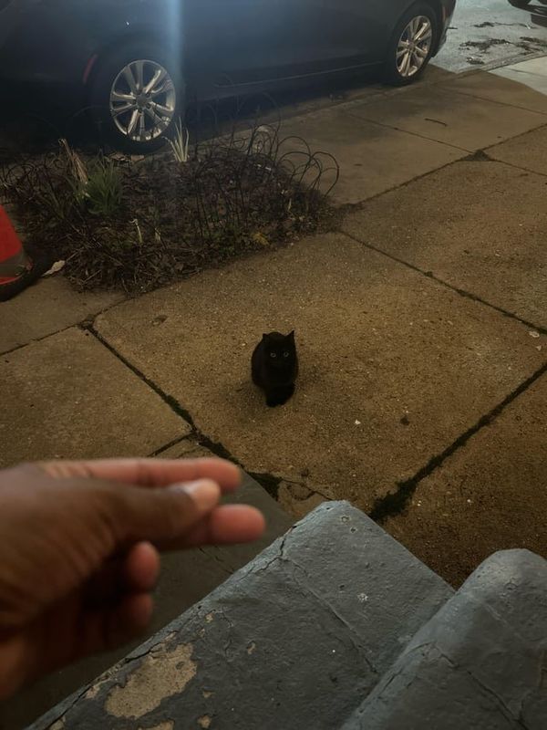 Lost Dog in Baltimore, Maryland — listing photo