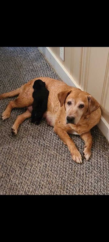 Lost Dog in Greensboro, North Carolina — listing photo
