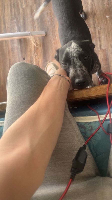 Lost Dog in Wichita Falls, Texas — listing photo