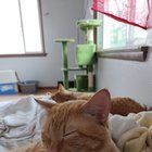 Lost Cat in Spokane, Washington — listing photo
