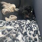 Lost Dog in San Jose, California — Is anyone missing their dog?