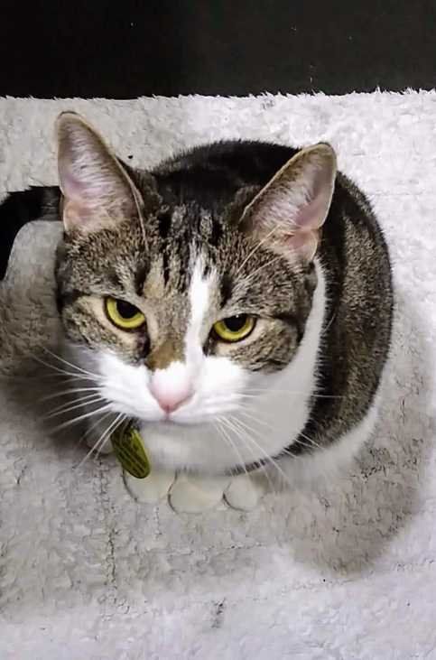 Lost Cat in Round Rock, Texas — listing photo