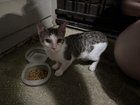 Found Cat in San Antonio, Texas — Need a home for this kitten
