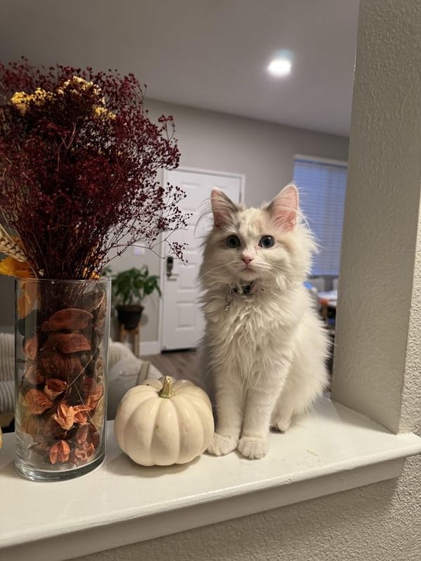 Lost Cat in San Jose, California — listing photo