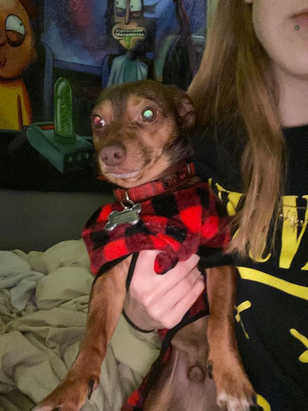 Lost Dog in Jamestown — listing photo