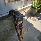 Lost Dog in Jacksonville, Florida — listing photo