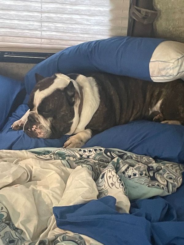 Lost Dog in Triad Blvd & Hasty School Rd — listing photo