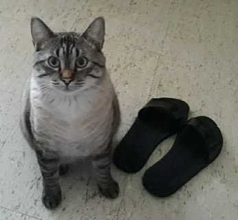 Lost Cat in Norman, Oklahoma — listing photo