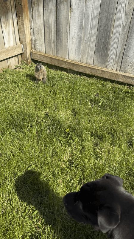 Lost Dog in Spokane, Washington — Groundhog pup in our yard for 2 days.
