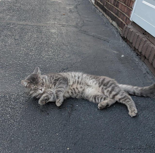 Found Cat in Cleveland, Ohio — listing photo