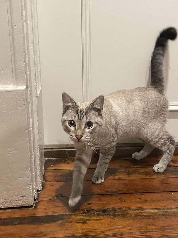 Lost Cat in Dallas, Texas — listing photo