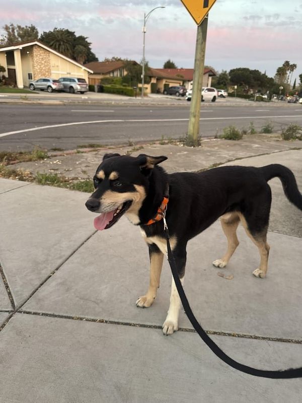 Found Dog in San Jose, California — listing photo