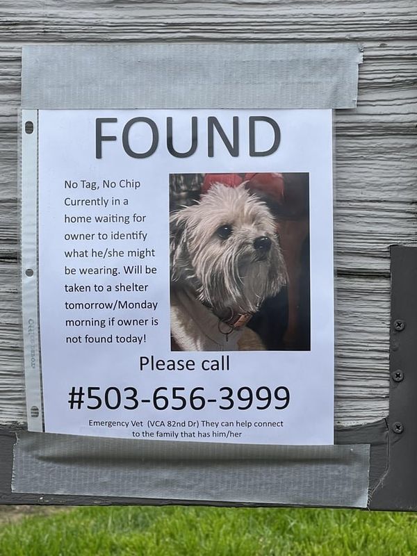 Found Dog in Portland, Oregon — listing photo